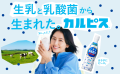 Asahi Calpis napój mleczny (koncentrat), 470ml   |   JaponiaCentralna.pl