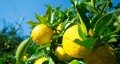 Naogen Moromi no Shizuku Premium sos sojowy z yuzu, 120ml | JaponiaCentralna.pl